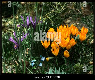 Zwei Frühlingsblumen, die nebeneinander wachsen. Die Iris reticulata (links), eine frühe blühende, hartnäckige Jahreszeit der Familie Iridaceae mit violetten Blüten, und der Crocus Chrysanthus (Goldenes Crocus) (rechts), ebenfalls aus der Familie der Iridaceae, mit leuchtend orangefarbenen Blüten. Stockfoto