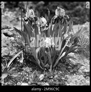 Iris pumila (Dwarf Iris), eine natürliche Hybridirisblende aus der Familie der Iridaceae. Hier wachsen sie in einer felsigen Umgebung. Stockfoto