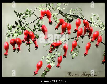 Rosa moyesii (Geranium Rose), eine grosse Strauchrose der Familie Rosaceae. Hier mit leuchtend roten Hüften. Stockfoto