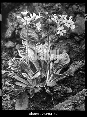 Primula frondosa (Laub-Primrose), ein krautiger Stauden der Familie der Primulaceae. Es hat rosa Malvenblüten mit gelben Mittelpunkten. Der lateinische Name primula bezieht sich auf Blumen, die zu den ersten gehören, die im Frühjahr eröffnet werden. Stockfoto