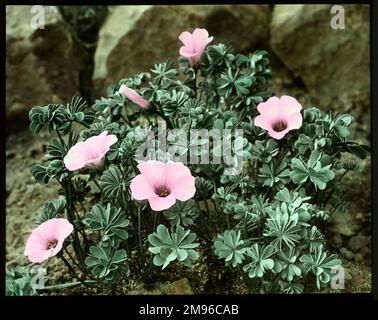 Oxalis crassipes Rosea (Strawberry Oxalis, Wood Sorrel), eine mehrjährige Blütenpflanze der Familie Oxalidaceae mit rosa Blüten. Hier wachsen sie in einer felsigen Umgebung. Stockfoto