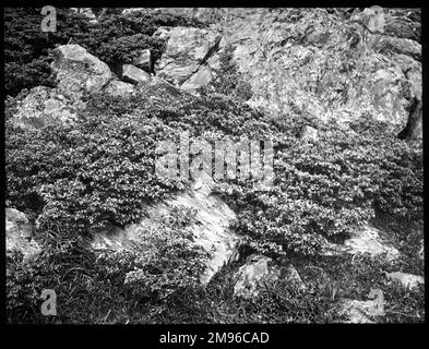 Juniperus Communis (Common Juniper), eine Holzpflanze der Familie Cupressaceae. Hier sehen Sie die Prostrata-Sorte, ein niedrig wachsender Strauß, der einige Felsen bedeckt. Stockfoto
