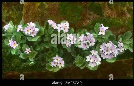 Primula marginata (Marginate oder Silberkanten Primrose), eine blühende, mehrjährige Familie der Primulaceae mit blassrosa oder lila Blüten. Hier wachsen sie in einer felsigen Umgebung. Der lateinische Name primula bezieht sich auf Blumen, die zu den ersten gehören, die im Frühjahr eröffnet werden. Stockfoto