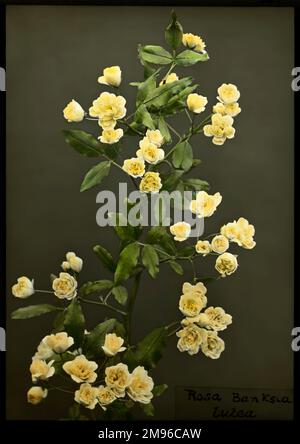 Rosa banksiae Lutea (Lady Banks' Rose), aus der Familie Rosaceae, in China heimisch. Es hat weiße oder blassgelbe Blumen. Lady Banks, nach der diese Rose benannt wurde, war die Frau des Botanikers Sir Joseph Banks. Stockfoto