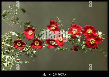 Rosa moyesii (Geranium Rose), eine grosse Strauchrose der Familie Rosaceae. Hier sehen Sie leuchtende rote Blumen. Stockfoto