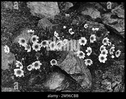 Dryas octopetala (Mountain Avens, White Dryas, White Dryad), eine arktisch-alpine Blütenpflanze der Familie Rosaceae mit cremigen Blütenblättern. Hier wachsen sie in einer felsigen Umgebung. Der Name Octopetala bezieht sich auf das Vorhandensein von acht Blütenblättern, eine ungewöhnliche Zahl in den Rosaceae. Stockfoto