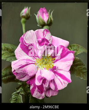Rosa gallica „Versicolor“ (Rosa Mundi), eine beliebte Rose der Familie Rosaceae. Hier aus nächster Nähe gesehen, mit einer offenen Blume und zwei Knospen. Die Blütenblätter sind mit pinkfarbenen und violetten Markierungen gekennzeichnet. Stockfoto