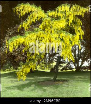 Ein Laburnum-Baum (Goldene Kette) der Familie Fabaceae, hier in voller Blüte (leuchtend gelb) zu sehen, mit einer Kupferbuche oder einer Purpurbuche (Fagus sylvatica Purpurea) der Familie Fagaceae im Hintergrund. Stockfoto