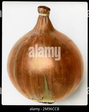 Allium Cepa (Zwiebel) „Ailsa Craig“ aus der Familie der Alliaceae, ein riesiges Schaugemüse mit mildem Geschmack. Hier aus nächster Nähe, mit goldener, strohfarbener Haut. Stockfoto