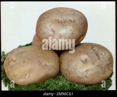 Solanum tuberosum (Kartoffel) 'Grossschott', ein Gemüse der Familie der Solanaceae. Hier aus der Nähe gesehen, mit noch anliegender Haut, auf einem Bett mit grüner Petersilie. Stockfoto