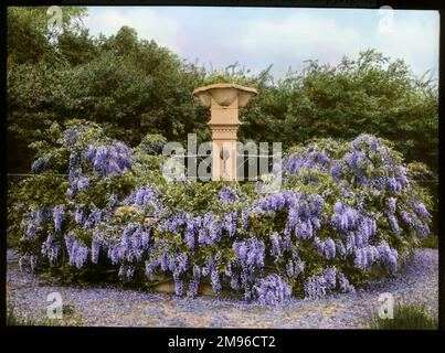 Blick auf einen Brunnen im Garten von Paddockhurst, in der Nähe von Selsfield Common, West Sussex. Das Haus stammt aus dem 17. Jahrhundert und wird heute als Schule genutzt. Wisteria (eine blühende Pflanze der Familie Fabaceae) wächst überall um sie herum. Stockfoto