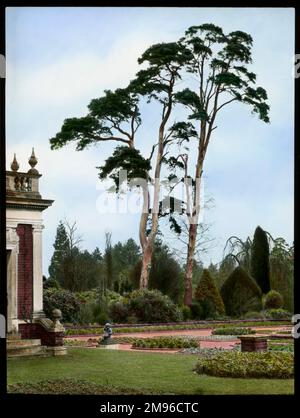 Two Tall Scots Pines (Pinus Sylvestris aus der Familie Pinaceae) im Aldenham House, nahe Borehamwood, Hertfordshire. Ein Teil der Gärten kann man auch sehen, mit Gras, Sträuchern, Blumenbeeten, einer Statue, Und ein Teil des Gebäudes. Stockfoto