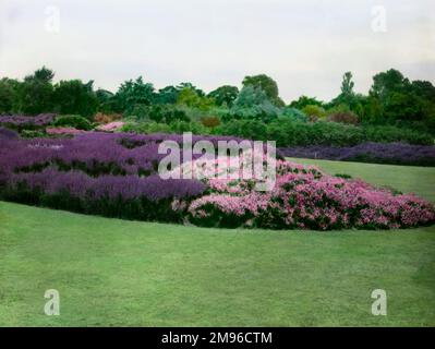 Teil des Gartens der Royal Horticultural Society in Wisley, Woking, Surrey, mit rosa und lila Erica (Heidekraut der Familie Ericaceae) in der Mitte eines großen Rasens. Stockfoto