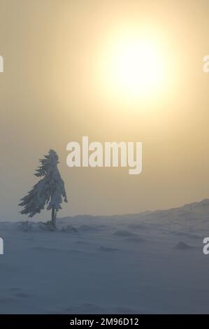 Einsamer Baum im Winter Mist in den Ciucas-Bergen, Rumänien Stockfoto