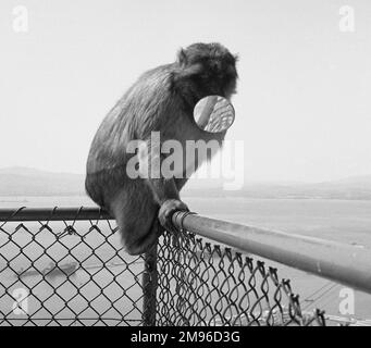 Ein Affe, der auf einem Zaun sitzt, wahrscheinlich auf der Insel Gibraltar. Er hält einen runden Spiegel in seinem Mund. Stockfoto