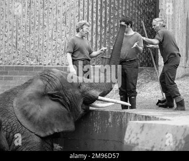 Drei Männer und ein Elefant in einem Zoo. Stockfoto