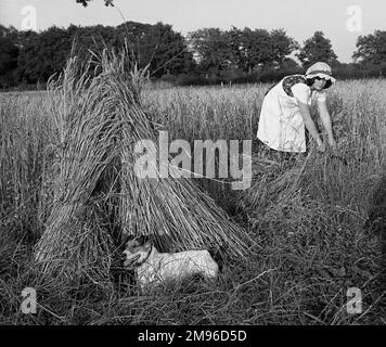 Eine junge Frau, die auf einem Maisfeld erntet. Sie trägt altmodische Landkleidung, einschließlich einer viktorianischen Haube. Ihr Hund steht an einem Ständer im Vordergrund. Stockfoto