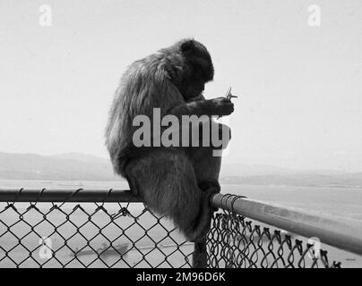 Ein Affe, der auf einem Zaun sitzt, wahrscheinlich auf der Insel Gibraltar. Sie schaut sich etwas genau an, das sie in ihren Händen hält. Stockfoto