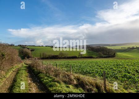 An einem sonnigen Januartag entlang der Winterpflanzen in den South Downs Stockfoto