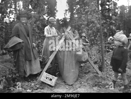 Hopp-Pflücken in Kent. Stockfoto