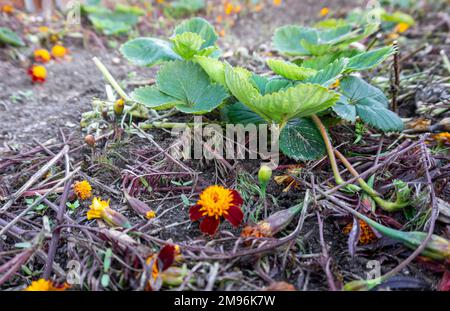 Erdbeerpflanzen, die auf einem Bett aus französischer Ringelblüte wachsen, oder Tagetes-Patula-Blüten mulchen im Herbst im Freien. Stockfoto