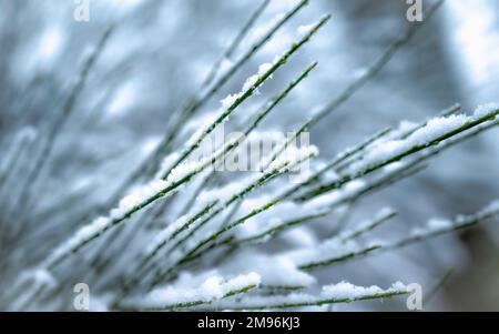 Frisches grünes Gras unter dem gefallenen Schnee. Grünes Gras wächst unter dem Schnee. Niedriger Winkel, Platz für Text, Hallo Frühling, auf Wiedersehen Winterkonzept. Schneegras. Stockfoto