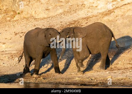 Junge afrikanische Elefanten (Loxodonta africana), Sparring, Chobe-Nationalpark, Botsuana. Stockfoto