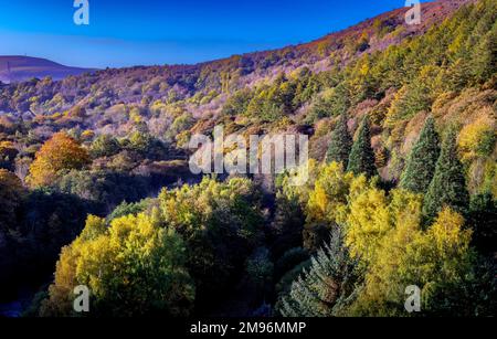 Der Peak District National Park Derbyshire beleuchtet die herbstliche Landschaft am frühen Morgen mit Sonnenlicht Stockfoto