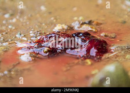 Srinagar, Indien. 16. Januar 2023. (ANMERKUNG DER REDAKTEURE: Bild enthält grafischen Inhalt) Blutflecken eines Kämpfer in der Nähe des Schießplatzes am zentralen Kaschmirbudgam. Zwei Kämpfer aus Lashkar-e-Taiba, die in einem Fahrzeug unterwegs waren, wurden bei einer kurzen Schießerei mit indischen Regierungskräften im Budgam-Bezirk Kaschmir getötet. Ein hochrangiger Polizist erzählte, dass militante Duos aus der letzten Begegnung im selben Bezirk geflohen seien. (Foto: Faisal Bashir/SOPA Images/Sipa USA) Guthaben: SIPA USA/Alamy Live News Stockfoto