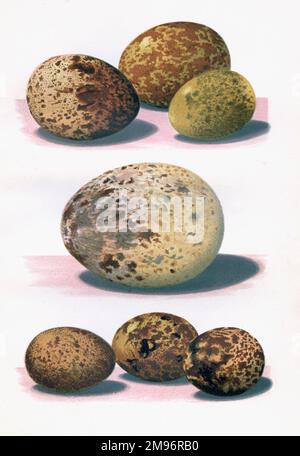 Die Eier britischer Vögel -- gemischte Eier in verschiedenen Farben und Größen. Stockfoto