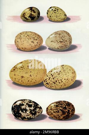 Die Eier britischer Vögel -- gemischte Eier in verschiedenen Farben und Größen. Stockfoto