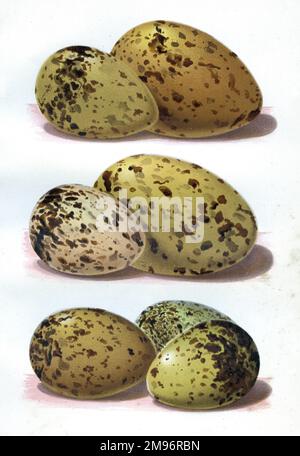 Die Eier britischer Vögel -- gemischte Eier in verschiedenen Farben und Größen. Stockfoto