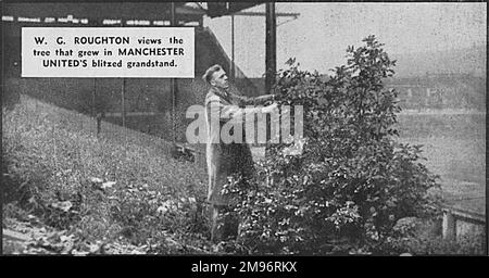 Der beschädigte Hauptstand in Old Trafford, der Heimat des Manchester United Football Clubs. W G Roughton blickt auf den Baum, der in der Haupttribüne gewachsen ist. Stockfoto