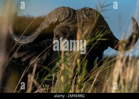 Cape Buffalo (Syncerus Caffer), Chobe-Nationalpark, Botsuana. Stockfoto