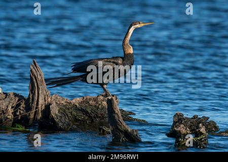 Afrikanische Schlangenhalsvogel (anhinga Rufa), Chobe National Park, Botswana. Stockfoto