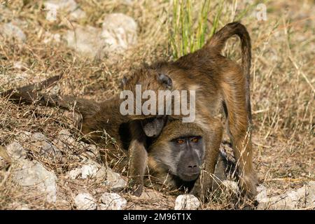 Chacma Baboon (Papio hamadryas), Chobe-Nationalpark, Botsuana. Stockfoto