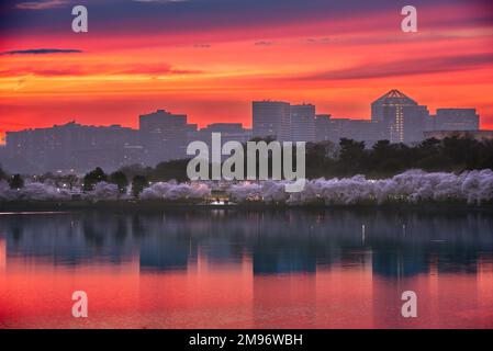 Washington, D.C. am Tidal Basin mit der Skyline von Arlington in der Abenddämmerung. Stockfoto