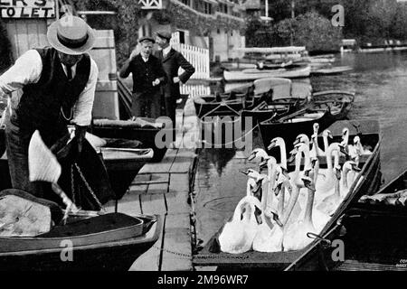 Vor der jährlichen königlichen Regatta werden die Schwäne aus dem Fluss befreit, um Unfälle und Verletzungen zu vermeiden. Sie wurden früher in Booten gesammelt, bevor sie sich bewegten. Stockfoto