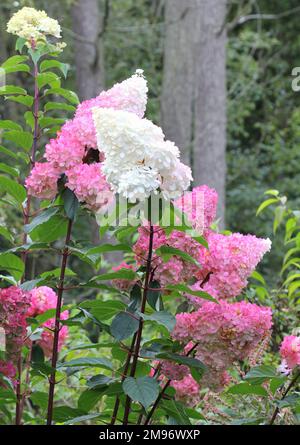 Hortensien Paniculata Vanille Fraise Renhy Blüten Stockfoto