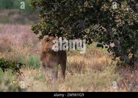 Ein Löwe (Panthera leo), Savuti, Chobe-Nationalpark, Botsuana. Stockfoto