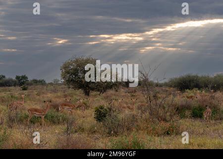 Eine Gruppe von Impalas (Aepyceros melampus) beobachtet einen männlichen Löwen (Panthera leo), der im Busch spaziert, Savuti, den Chobe-Nationalpark, Botsuana. Stockfoto