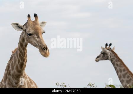 Südliche Giraffen (Giraffa camelopardalis giraffa), Savuti, Chobe-Nationalpark, Botsuana. Stockfoto