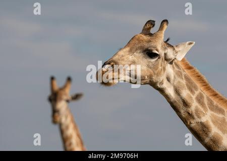 Südliche Giraffen (Giraffa camelopardalis giraffa), Savuti, Chobe-Nationalpark, Botsuana. Stockfoto