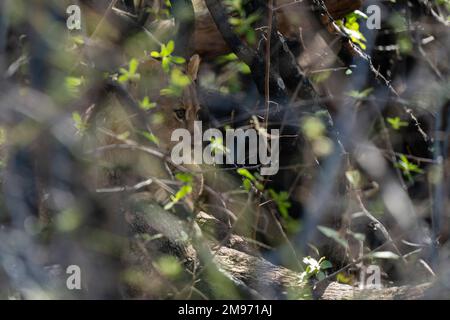 Ein Löwenjunges (Panthera leo), das sich im Busch versteckt, Khwai Concession, Okavango Delta, Botsuana. Stockfoto