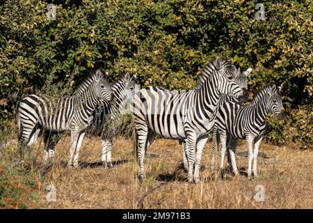 Plains zebras (Equus quagga), Khwai Concession, Okavango Delta, Botsuana. Stockfoto