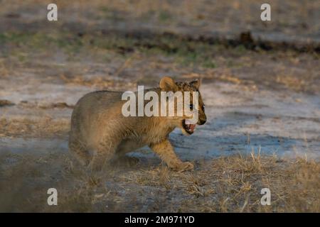 Ein Löwenjunges (Panthera leo) knurrt, Khwai Concession, Okavango Delta, Botsuana. Stockfoto