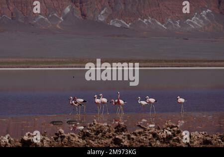 Flamingos im BIOSPHÄRENRESERVAT LAGUNA CARACHI PAMPA, Catamarca, Argentinien Stockfoto