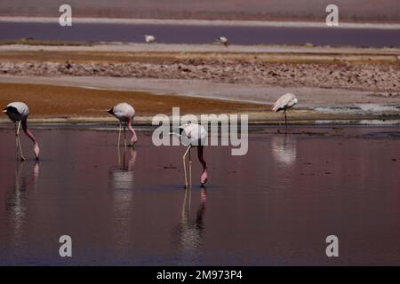 Flamingos im BIOSPHÄRENRESERVAT LAGUNA CARACHI PAMPA, Catamarca, Argentinien Stockfoto