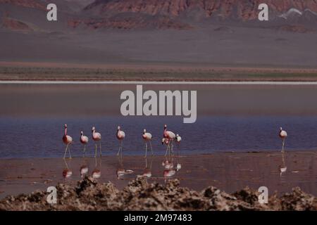Flamingos im BIOSPHÄRENRESERVAT LAGUNA CARACHI PAMPA, Catamarca, Argentinien Stockfoto