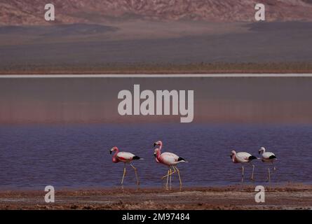 Flamingos im BIOSPHÄRENRESERVAT LAGUNA CARACHI PAMPA, Catamarca, Argentinien Stockfoto